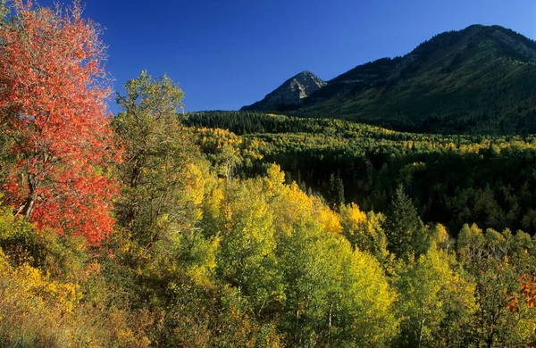 Fall Colors Mount Timpanogos Utah Usa North America — Photo