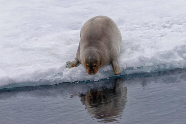 Selo Barbudo Erignathus Barbatus Entrando Água Spitsbergen Island Svalbard Archipelago — Fotografia de Stock