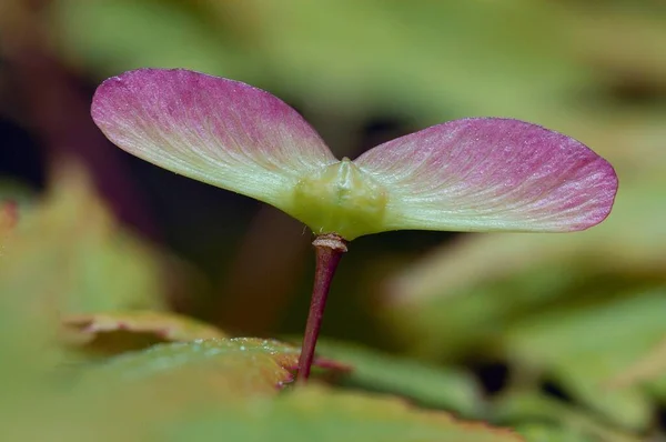 Smooth japanese maple flowers, close up view, summer concept