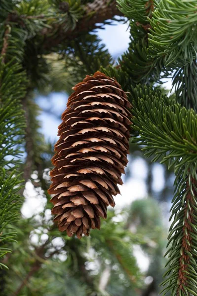 Cones European Spruce Picea Abies Virgata — Stockfoto