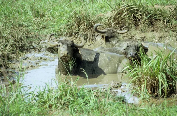 Water Buffalos Mud Hole Sri Lanka Asia — 스톡 사진