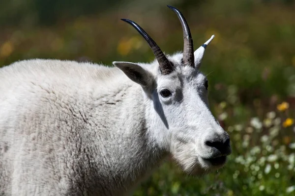 Mountain Goat Oreamnos Americanus Glacier National Park Montana United States — Fotografia de Stock