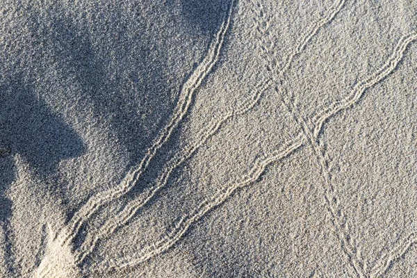 Zvířecí Stopy Písku Duny Bahnitý Severní Moře Severní Holandsko Nizozemsko — Stock fotografie
