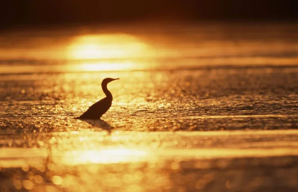 Kormorany Zachodzie Słońca Wyspa Sanibel Floryda Usa Phalacrocorax Auritus — Zdjęcie stockowe