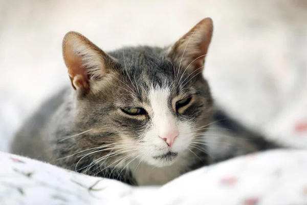 Grey Cat Lying Bed Germany Europe — Stock Fotó