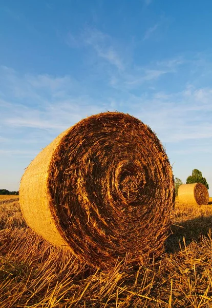 Straw Bales Bales Harvested Grain Field Lower Saxony Germany Europe — ストック写真