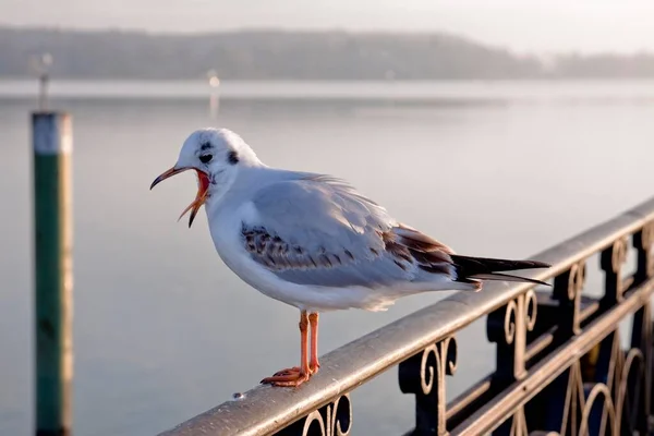 Gull Larus Ridibundus Een Metalen Reling Haven Van Constance Met — Stockfoto