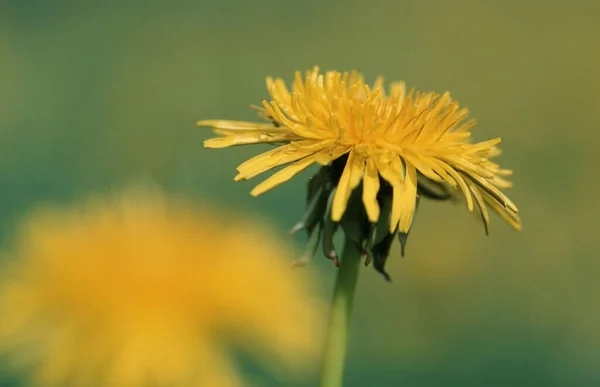 Dandelion Flower Close View Summer Concept — 图库照片