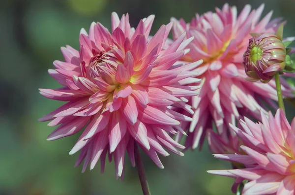 Semicactus Dahlia Flower Close View Summer Concept — Stock Photo, Image