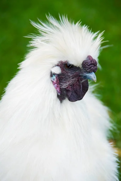 Silkie Μια Ειδική Ποικιλία Κοτόπουλου Gallus Gallus Domesticus — Φωτογραφία Αρχείου