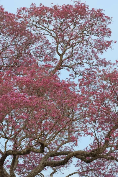 Pink Ipe Tree Tabebuia Ipe Flowering Season Pantanal Mato Grosso — 스톡 사진