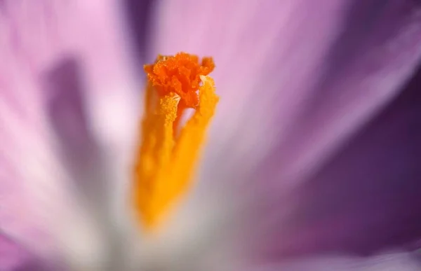 Crocus Flower Close View Summer Concept — Φωτογραφία Αρχείου