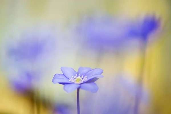 Liverwort Hepatica Nobilis Kuzey Ren Vestfalya Almanya Avrupa — Stok fotoğraf