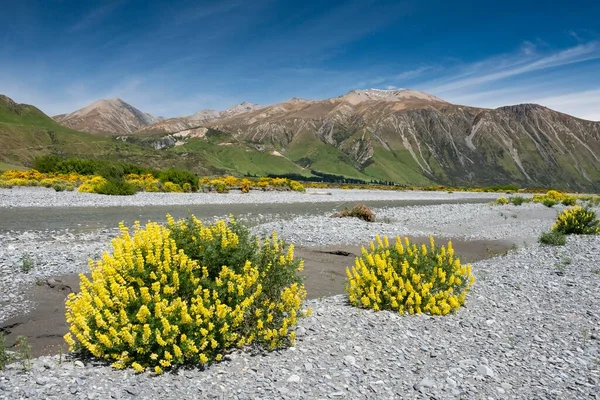 Gele Lupine Lupinus Rivierbedding Van Rakaia Canterbury Region Southland Nieuw — Stockfoto