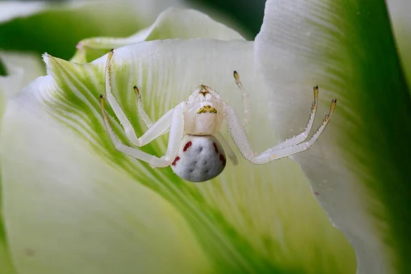 Close Spider White Flower — стоковое фото