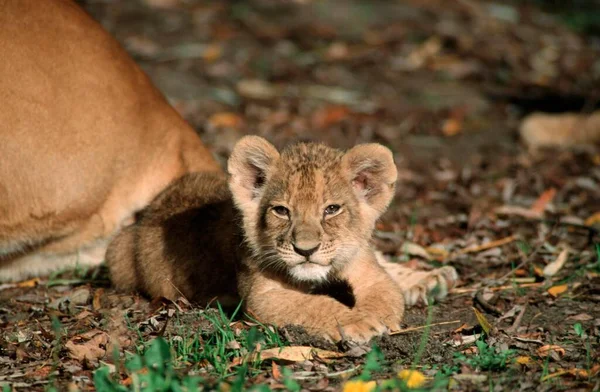 African Lion Panthera Leo Cub — Stockfoto