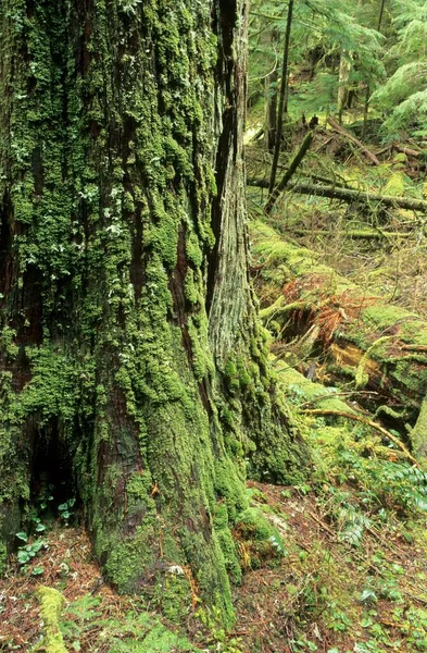 Wester Red Cedar Temperate Rainforest Mount Rainier National Park — ストック写真