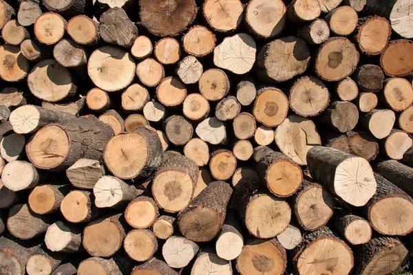 Stapel Von Holzstämmen Als Hintergrund — Stockfoto