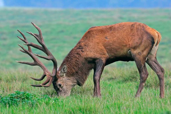 Vörös Szarvas Cervus Elaphus Hím Oldalsó — Stock Fotó