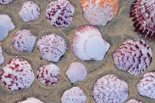 Scepp Shells Sand Texture — стоковое фото