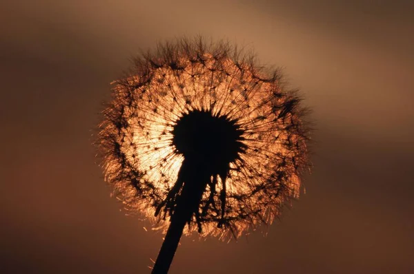 Paardebloem Zaadkop Bij Zonsondergang Taraxacum Officinale — Stockfoto