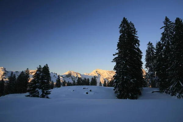 Abeto Profundamente Nevado Pistas Esquí Sellamatt Wildhaus Con Montaña Saentis —  Fotos de Stock