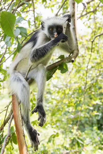 Zanzibar Red Colobus Procolobus Kirkii Egy Fán Endémiás Fajok Jozani — Stock Fotó