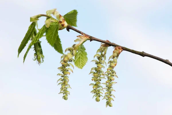 Blossoms European Hornbeam Carpinus Betulus Emsland Lower Saxony Germany Europe — Stok fotoğraf