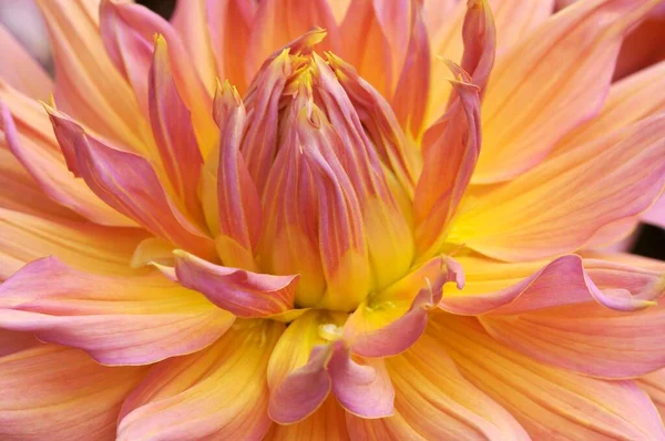 Dahlia Flower Close View Summer Concept — Stockfoto