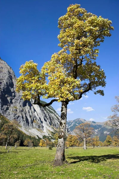 Landschaft Berg Und Ahorn Tirol Österreich Europa — Stockfoto