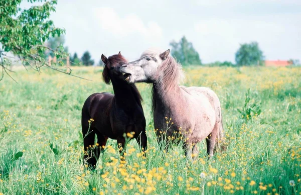 Pony Islandesi Vista Islandesi — Foto Stock