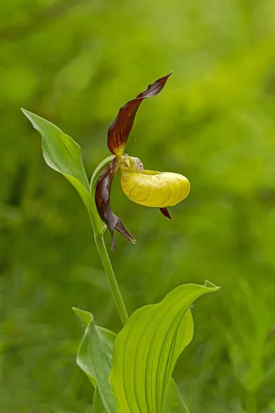 Yellow Lady Slipper Orchid Styria Austria Europe — Φωτογραφία Αρχείου