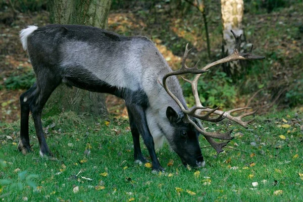 Reindeer Rangifer Tarandus Male — стоковое фото