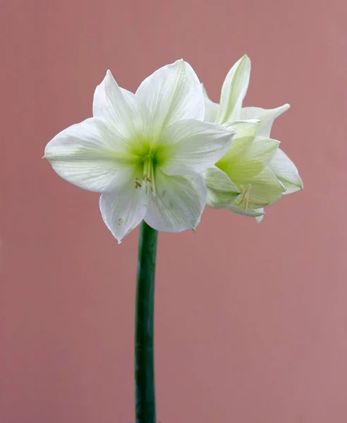 Hippeastrum Hippeastrum Белые Цветы — стоковое фото