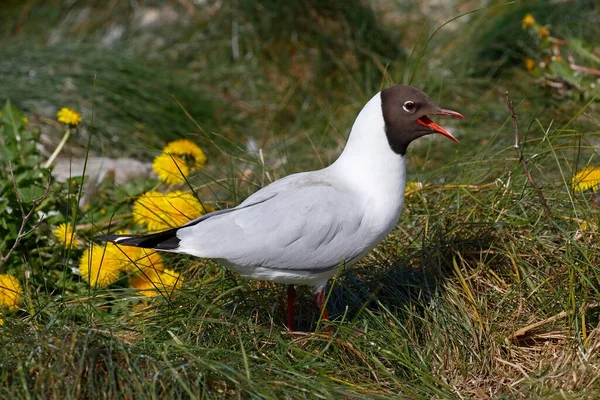 Calling Black Headed Gull Breeding Plummage North Frisia Schleswig Holstein — Stockfoto