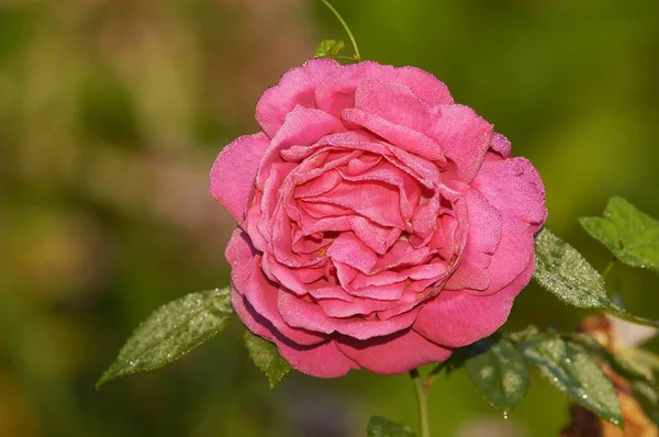 Квітка Троянди Вид Крупним Планом Літня Концепція — стокове фото