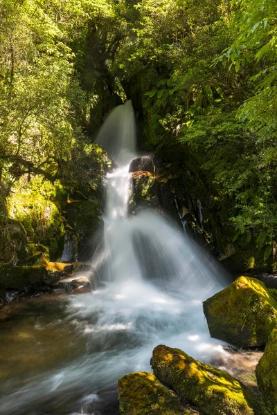 Waiatiu Falls Waterfall Rainforest Whirinaki Forest North Island New Zealand — ストック写真