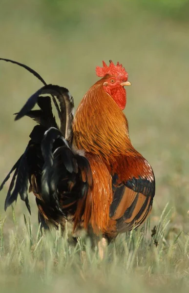 Free Range Domestic Fowl Rooster Texel Island Netherlands — Stock Photo, Image