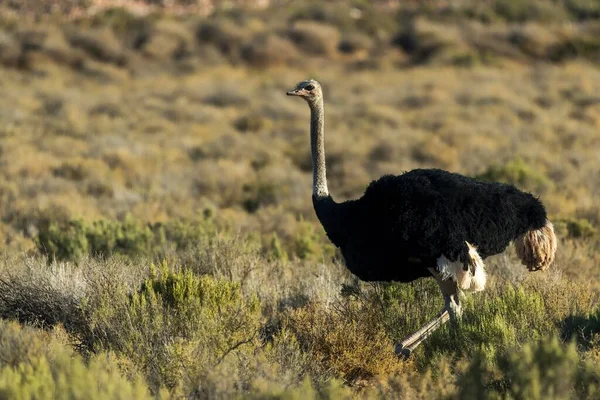Ostrich Aquila Private Game Reserve Western Cape South Africa Africa — Stock Photo, Image