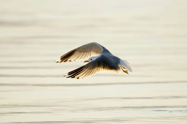 Commun Gull Larus Canus — Stockfoto