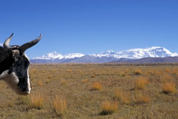 Корова Дивиться Краєвид Тибету — стокове фото