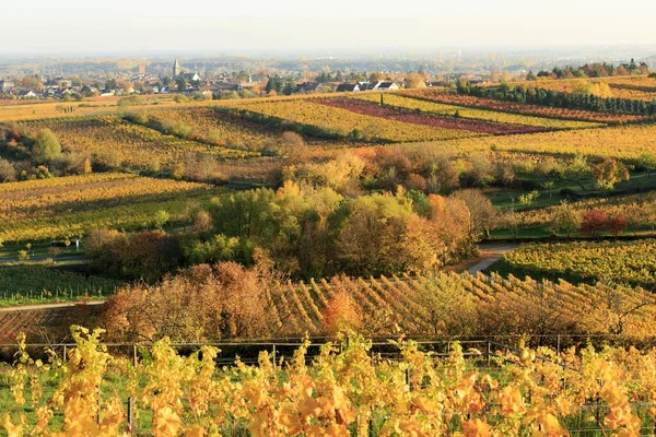 Vineyards Autumn Gimmeldingen Sdliche Weinstrae Palatinate Forest Rhineland Palatinate Germany — Foto de Stock