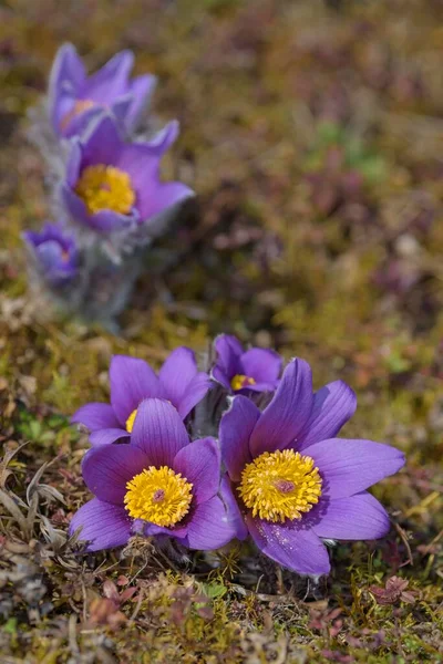 Pasque Flowers Dry Grassland Bavaria Germany Europe — 스톡 사진