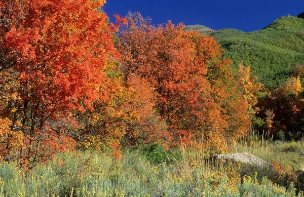 Fall Coloured Forest Wasatch Range Skyline Drive Utah Usa North — ストック写真