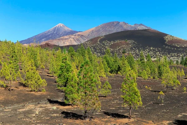 Mount Tiede Volcano Pico Viejo Teide National Park Canary Islands —  Fotos de Stock