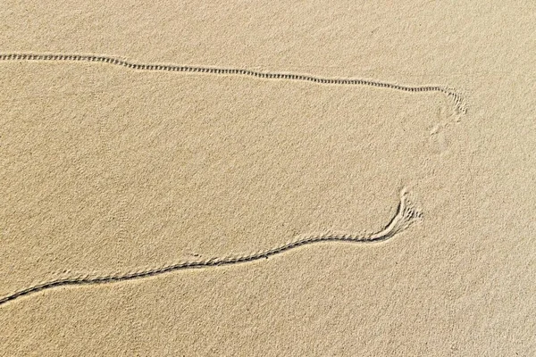 Animal tracks in the sand, dunes, mudflat, North Sea, North Holland, Netherlands