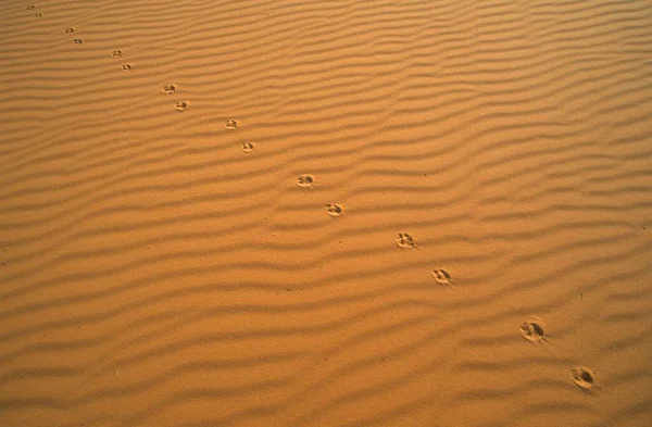 Animal Tracks Sand Erg Ubari Idhan Awbari Libya Africa — 스톡 사진