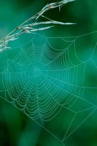 Dew Drops Spider Web North Rhine Westphalia Germany Europe — Zdjęcie stockowe