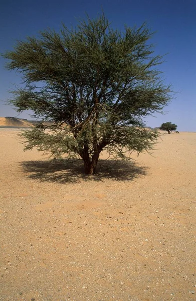 Acacia Desert Valley Jabal Bin Ghanimah Libya Africa — Fotografia de Stock