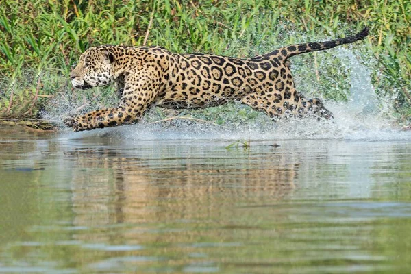Male Jaguar Panthera Onca Running Water Chasing Cuiaba River Pantanal — 스톡 사진